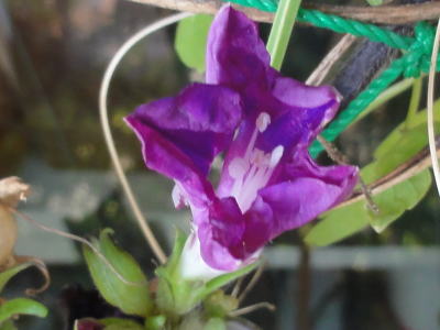 DSC06700.JPG